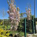 Prunus serrulata 'Amanogawa', Prunus serrulata Amanogawa