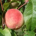 Prunus persica, kernechter vom vorgebirge pfirsich