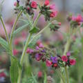 Pulmonaria longifolia 'Raspberry Splash'