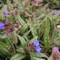 Pulmonaria longifolia 'Blauer Hgel'