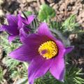 Kchenschelle, Pulsatilla vulgaris 'Blaue Glocke' Staude