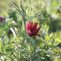 Pulsatilla vulgaris Rote Glocke