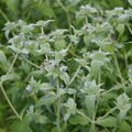 Pycnanthemum muticum, Staude, Pppel