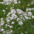 Pycnanthemum tenuifolium, schmalblttrige Bergminze