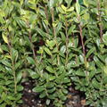 Japanische Stechpalme 'Fastigiata'