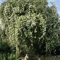 Ramblerrose 'Alberic Barbier', Rosa 'Alberic Barbier'