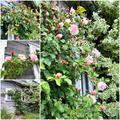 Ramblerrose 'Albertine', Kletterrose, Rose 