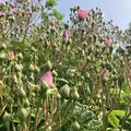 Ramblerrose 'Blush Rambler', Rosa 'Blush Rambler'