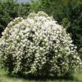 Ramblerrose  Bobby James / Bobbie James , Wchsige Rose mit stark duftenden, weissen Blten