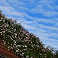 Ramblerrose 'Flicit et Perptue', Ramblerrose 'Flicit et Perptue' - perfekte Bltenrosetten in Milchweiss