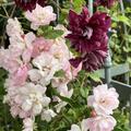 Ramblerrose 'Guirlande Rose', Rosa 'Guirlande Rose'