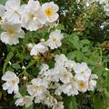 Ramblerrose 'Kiftsgate', Rosa 'Kiftsgate'