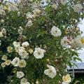 Ramblerrose Lykkefund , Rosa