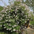 Ramblerrose 'Paul's Himalayan Musk', Sehr bienenfreundlich, gut winterhart, strkster Rambler, zart rosafarbene Blten
