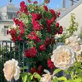 Ramblerrose 'Rambling Rosie', Rosa 'Rambling Rosie'