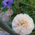 Ramblerrose 'The Albrighton Rambler', Rosa