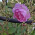 Ramblerrose 'The Albrighton Rambler', Rosa