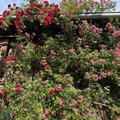 Ramblerrosen-Set 'Dornrschens Sichtschutzhecke', Ramblerrosen-Set 'Dornrschens Sichtschutzhecke'