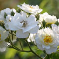 Rose Rambling Rector (korr)
