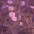 Ranunculus aconitifolius 'Pleniflorus'