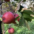 Redlove Calypso, Malus domestica