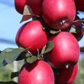 Rotfleischiger Apfel Redlove Kohlhaas