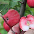 Rotfleischiger Apfel Redlove Lollipop