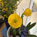 Reifrock-Narzisse 'Oxford Gold', Narcissus bulbocodium 'Oxford Gold'