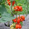 Reisetomate 'Voyage', Solanum lycopersicum