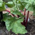 Rhabarber 'Redbarber', Rheum rhabarbarum