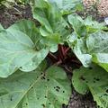 Rhabarber Siruparber Canada Red, Rheum rhabarbarum