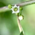 Rhamnus frangula, Rhamnus frangula 