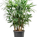 Rhapis excelsa (100-140), Tuff, im 33cm Topf, Hhe 120cm, Breite 65cm