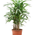 Rhapis excelsa (90-120), Tuff, im 24cm Topf, Hhe 105cm, Breite 55cm