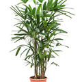 Rhapis excelsa, Tuff, im 24cm Topf, Hhe 150cm, Breite 50cm