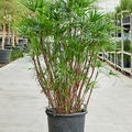 Rhapis humilis (150-180), Tuff, im 40cm Topf, Hhe 160cm, Breite 80cm