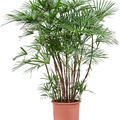 Rhapis humilis, Tuff, im 27cm Topf, Hhe 125cm, Breite 70cm