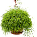 Rhipsalis cassutha, Ampel, im 21cm Topf, Hhe 50cm, Breite 35cm