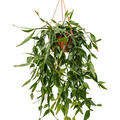 Rhipsalis eliptica, Ampel, im 20cm Topf, Hhe 50cm, Breite 30cm