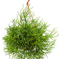 Rhipsalis heteroclada, Ampel, im 21cm Topf, Hhe 55cm, Breite 50cm