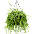 Rhipsalis kirbergii, Ranker, im 25cm Topf, Hhe 60cm, Breite 35cm