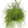 Rhipsalis mauretiana, Ampel, im 25cm Topf, Hhe 60cm, Breite 35cm