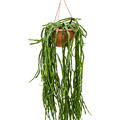 Rhipsalis paradoxa, Ampel, im 25cm Topf, Hhe 55cm, Breite 30cm