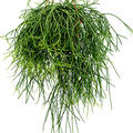 Rhipsalis pulchra, Ampel, im 21cm Topf, Hhe 50cm, Breite 45cm