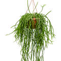 Rhipsalis trigona, Ranker, im 25cm Topf, Hhe 50cm, Breite 30cm