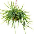 Rhipsalis wercklei, Ampel, im 21cm Topf, Hhe 70cm, Breite 40cm