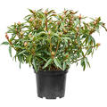 Rhododendron 'Cosmopolitan', Busch, im 24cm Topf, Hhe 50cm, Breite 60cm