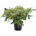 Rhododendron 'Euchantis', Busch, im 24cm Topf, Hhe 50cm, Breite 60cm