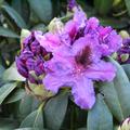 Rhododendron 'Azurro'