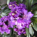 Rhododendron Hybride 'Blaue Jungs'